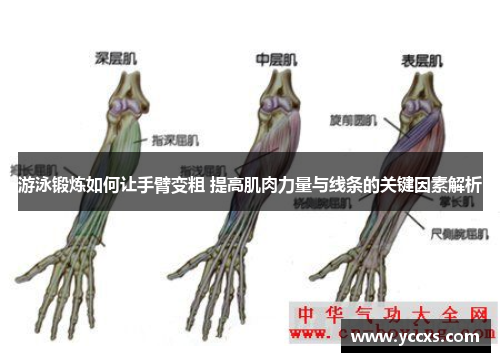 游泳锻炼如何让手臂变粗 提高肌肉力量与线条的关键因素解析